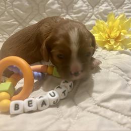 Bosco - Ruby male Cavalier King Charles Spaniel puppy in Tahlequah, Oklahoma from Love Some Dogs Dachshunds & Cavalier King Charles Spaniels,Cavapoos