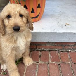Mercy - Apricot female Goldendoodle puppy in Pensacola, Florida from Goldendoodles Love You in Pensacola Friend Edition