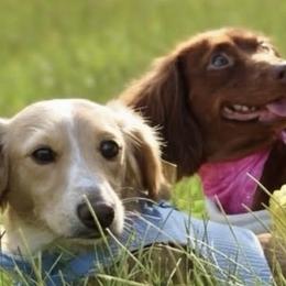 Dachshunds from Daily Sausage Kennels