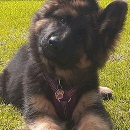 German Shepherd Puppies from Flussufer German Shepherds