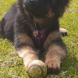 German Shepherd Puppies from Flussufer German Shepherds