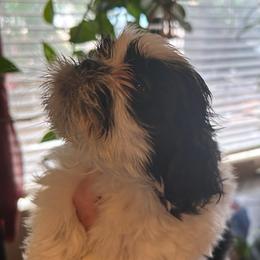 Ollie - Black and white male Shih Tzu puppy in Victorville, California from Precioustzus