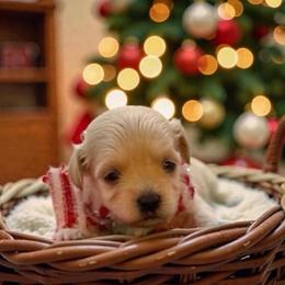 Everest - Cream male Maltipoo puppy in St. George, Utah from Winchester Hills Poodles and Doodles
