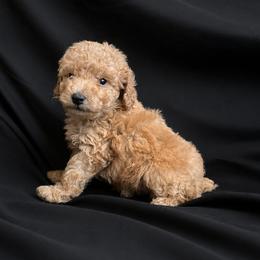 Biscuit - Red  male Poodle puppy in Mayville, Michigan from Kathy Maize