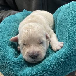 Peaches - Light golden female Golden Retriever puppy in Ennis, Texas from Amberidge Golden Retrievers