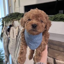 Goldendoodle Puppies from Proctor’s Petite Goldendoodles