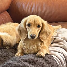 Giovanna-Giovi - Dachshund