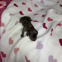 Brooke - Dapple female Dachshund puppy in Lake City, Florida from My Ditzy Doxies of Florida