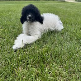 Bernedoodle, Goldendoodle, and Poodle Puppies from Country View Bernedoodles and Goldendoodles
