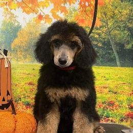 Girl 4 - Phantom Poodle puppy in Kentucky from Penny's Puppy Palace