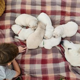 Golden Retriever puppies from Rosehaven Homestead