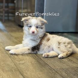 Vanilla Bean - Merle female Pomsky puppy in Sturgis, Kentucky from Furever Pomskies