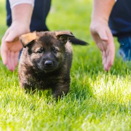 German Shepherd Puppies from Faoladh German Shepherds