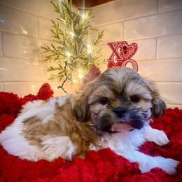 Winston - Black gold and white male Shih Tzu puppy in Lexington, North Carolina from SCS Shih Tzus