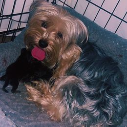 Najee - Yorkshire Terrier