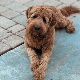 Blaze - Goldendoodle