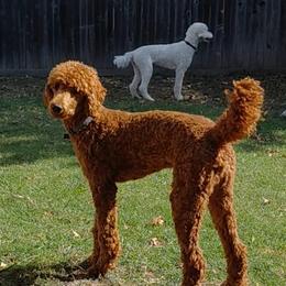 Ollie - Poodle