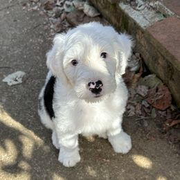 Pink Girl - Black and white Sheepadoodle puppy in Bristol, Tennessee from East Tennessee Sheepadoodles