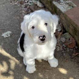 Pink Girl - Black and white Sheepadoodle puppy in Bristol, Tennessee from East Tennessee Sheepadoodles