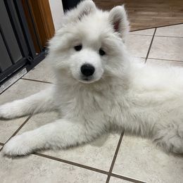 Daisy - White female Samoyed puppy in Stanwood, Washington from The Floof Brigade