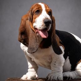 Augustus (Gus) - Black brown and white male Basset Hound puppy in Eatonville, Washington from Kylee's Bassets