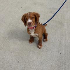 Lilly - Orange and white female English Cocker Spaniel puppy in Sugarcreek, Ohio from 1611 Sport Dogs