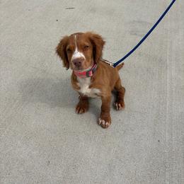Lilly - Orange and white female English Cocker Spaniel puppy in Sugarcreek, Ohio from 1611 Sport Dogs