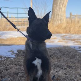 Xena - Belgian Malinois