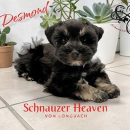 Desmond AKC - Black and silver male Miniature Schnauzer puppy in Pelzer, South Carolina from Schnauzer Heaven Von Longbach