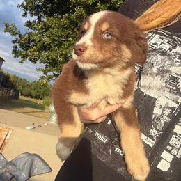 Hank - Red tri male Miniature Australian Shepherd puppy in Tecumseh, Oklahoma from Ashley's Aussies, LLC
