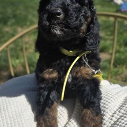 Yellow - Phantom male Poodle puppy in Cool, California from Foothill Aussies
