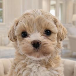 Bailey - Apricot female Maltipoo puppy in Bellevue, Washington from Sweetheart Doodles