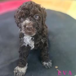 Girl 2 - Brown female Lagotto Romagnolo puppy in Salida, California from Harper's Lagotti