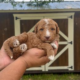Saint - Red male Bernedoodle puppy in Greenville, Texas from Doodles of Promise