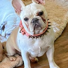 French Bulldog puppies from Burrell’s Bulldog Kingdom