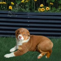 Tandy - Red tri-color female Australian Shepherd puppy in Spencerville, Ohio from Awesome Wigglin Aussies