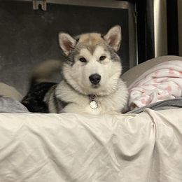 Alaskan Malamute Puppies from Alpenglow Alaskan Malamutes
