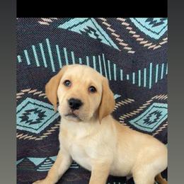 Anthony - Yellow male Labrador Retriever puppy in Wyalusing, Pennsylvania from Cooley’s Labradors Retrievers