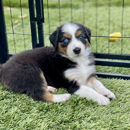 Poppy - Black tri-color female Australian Shepherd puppy in Salinas, California from AA Aussies
