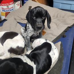 German Shorthaired Pointer Puppies from Lake Effect GSP's