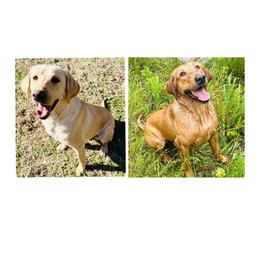 Labrador Retriever puppies from North Star Retrievers