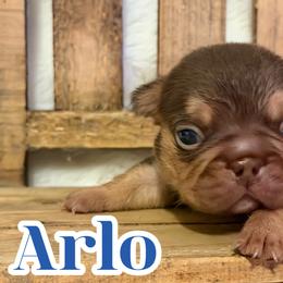 Arlo - Liver male French Bulldog puppy in Garland, Texas from Brewer's Doodles and French Bulldogs