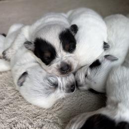 Australian Cattle Dog puppies from Dry Valley’s Australian Cattle Dogs