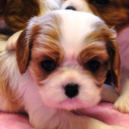 Cavalier King Charles Spaniel Puppies from Linda Whitmire's Cavalier King Charles Spaniels