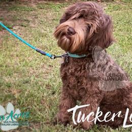 Australian Labradoodle Puppies from Lea Acres Australian Labradoodles