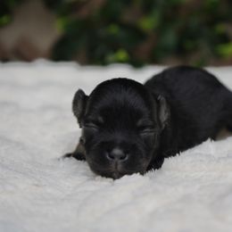 Ember - Black and silver female Miniature Schnauzer puppy in Montebello, California from Rod Schnauzers