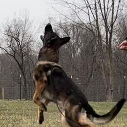 German Shepherds from K9 Academy