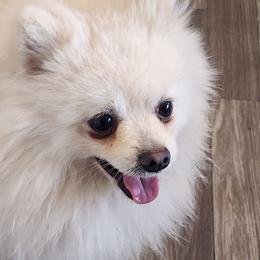 BLANCO - Pomeranian