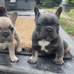 French Bulldog Puppies from Blue Lotus Frenchies