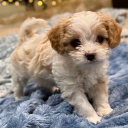 XMAS DELIVERY  KIPPER - Blenheim male Cavapoo puppy in Draper, Utah from Cavachon Love Chocolate Cavaliers, Cavaliers, Cavachon’s, Cavapoos